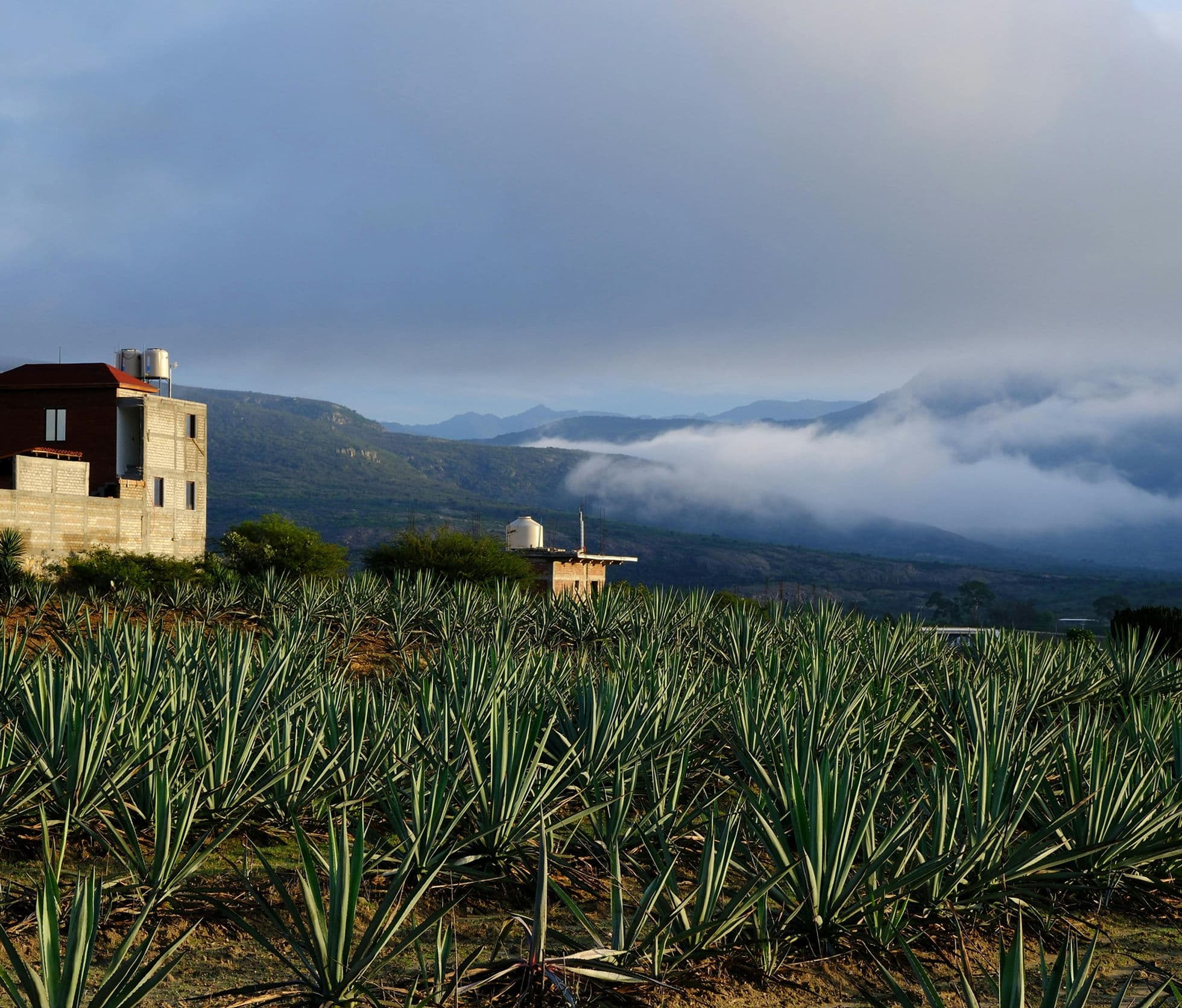 Immersion experience in Oaxaca, Mexico